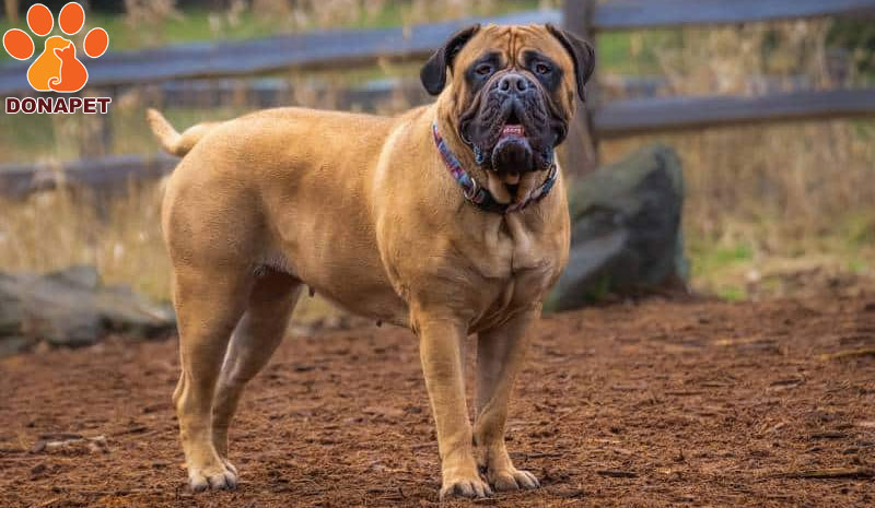 Bullmastiff