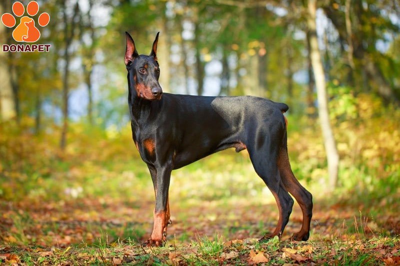 Doberman-Pinscher