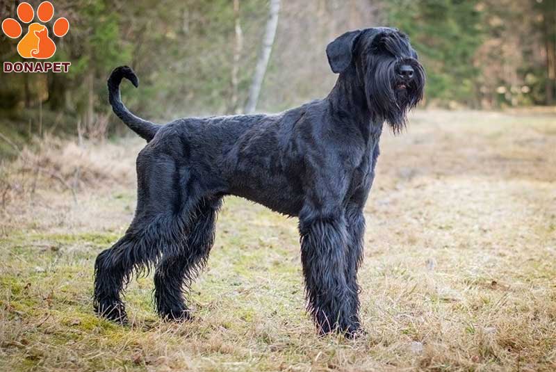 Giant Schnauzer