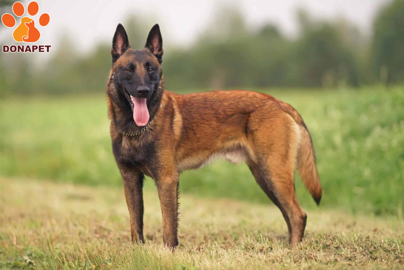 Malinois