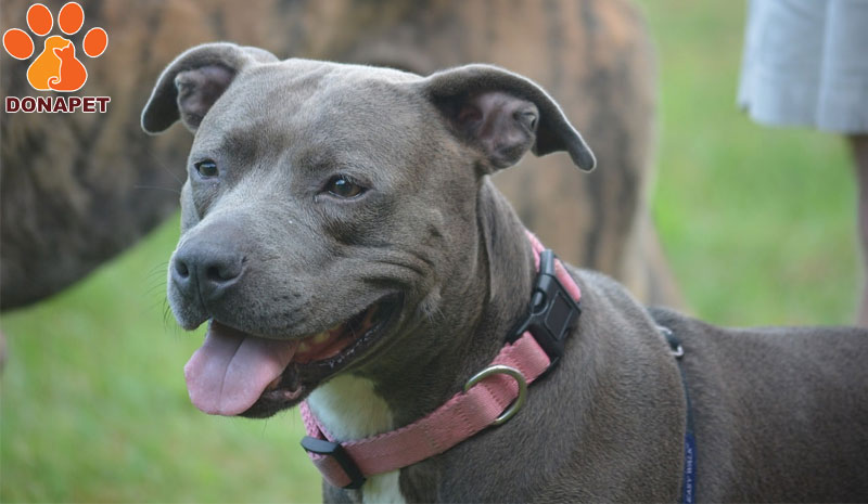 Staffordshire Bull Terrier