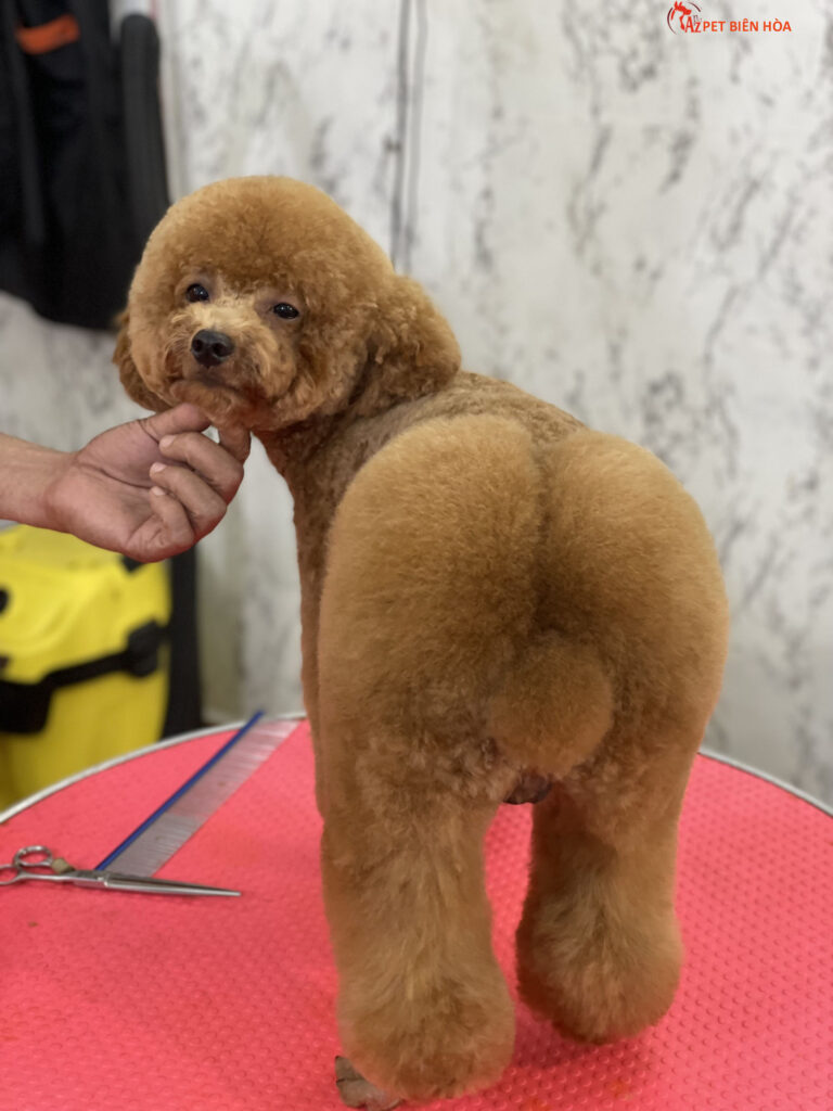 Cắt tỉa lông poodle