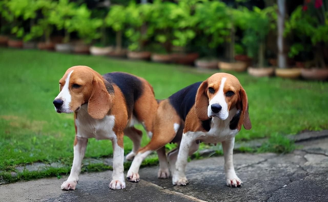 Kinh nghiệm phối giống chó từ chuyên gia hàng đầu