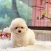 Chó Poodle