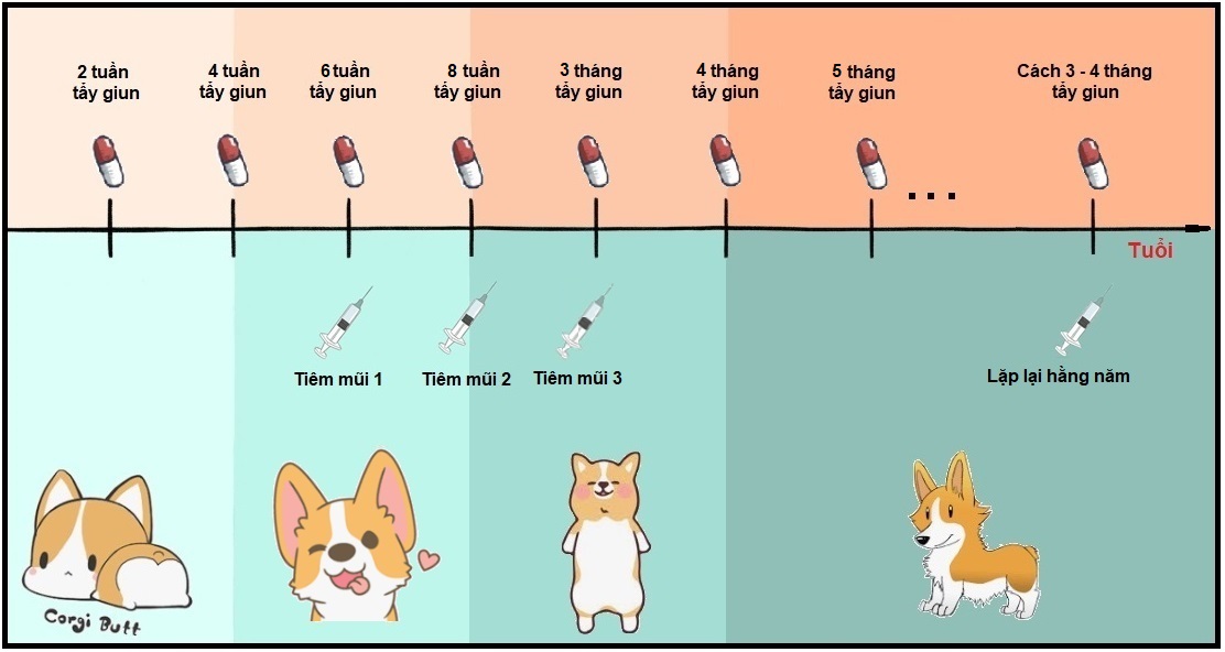 LỊCH TIÊM PHÒNG TẨY GIUN CHO CHÓ CON – Bài số 22