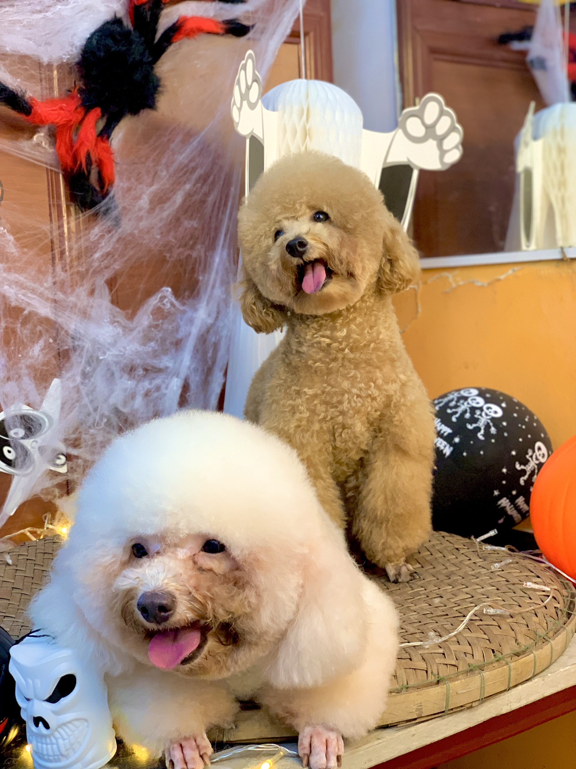 Cắt tỉa lông poodle