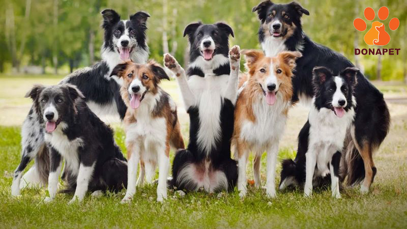 chó Border Collie