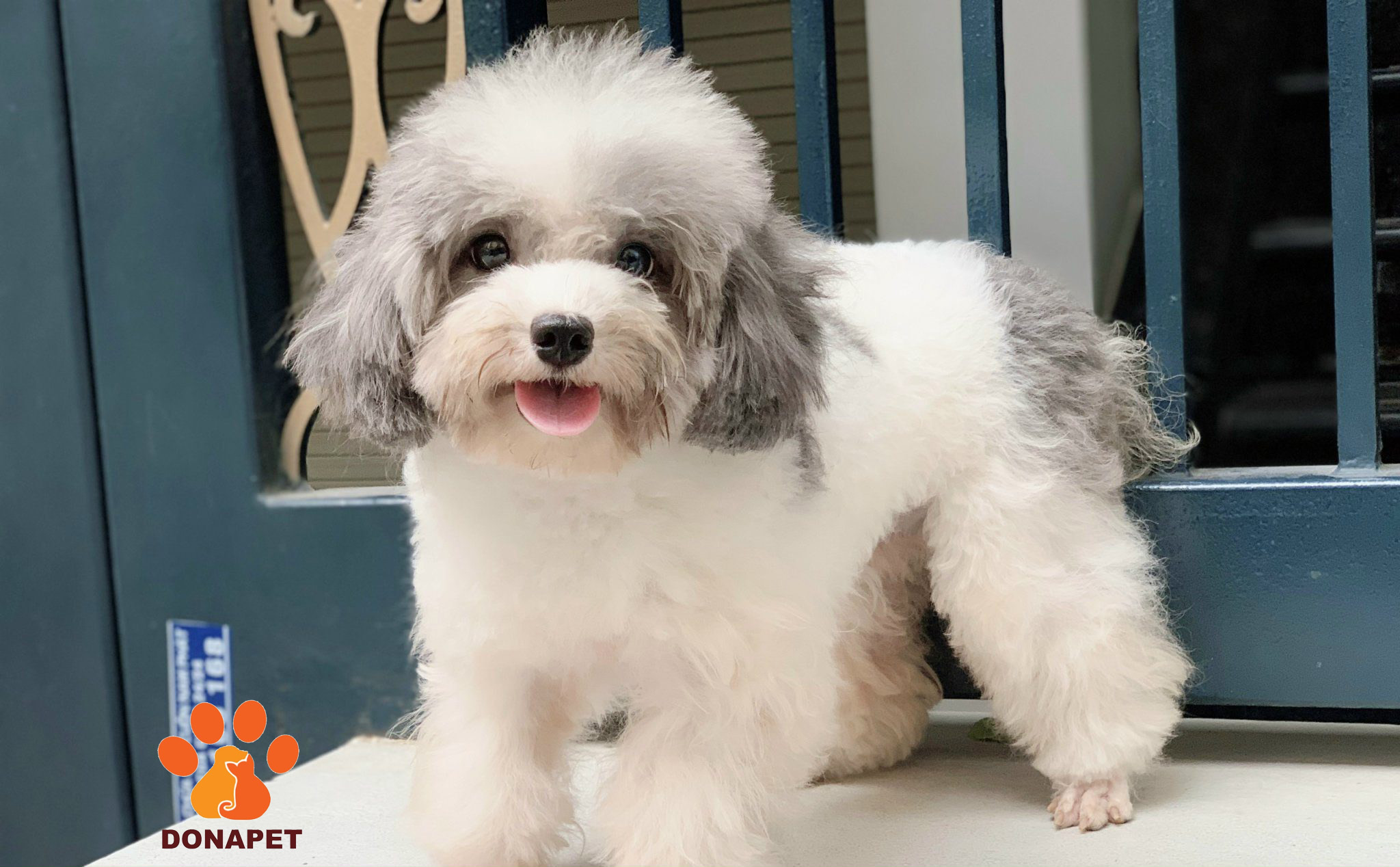 Tiêu chuẩn chó Poodle