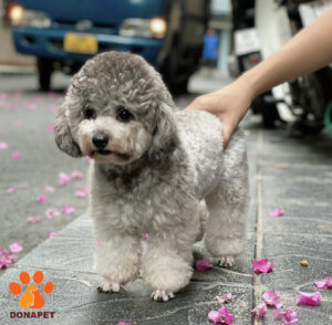 Tiêu chuẩn chó Poodle đẹp