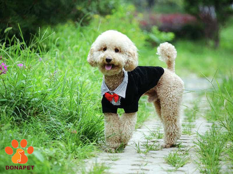 Cắt tỉa lông chó Poodle