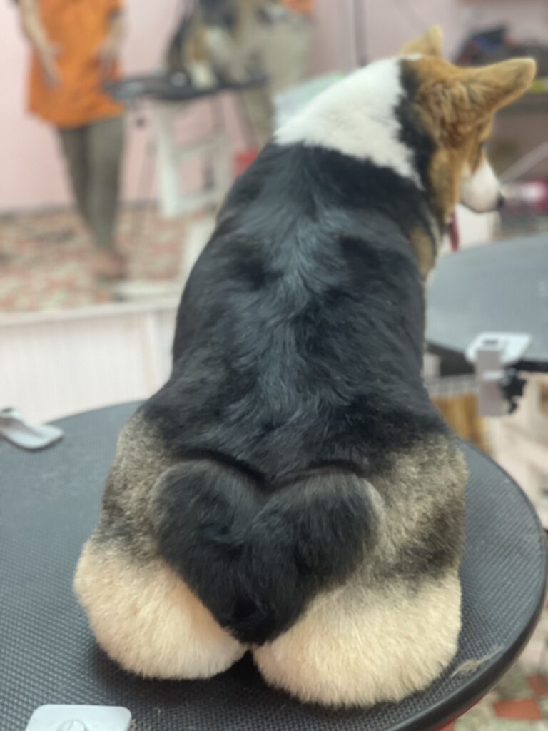 chó corgi mông trái tim