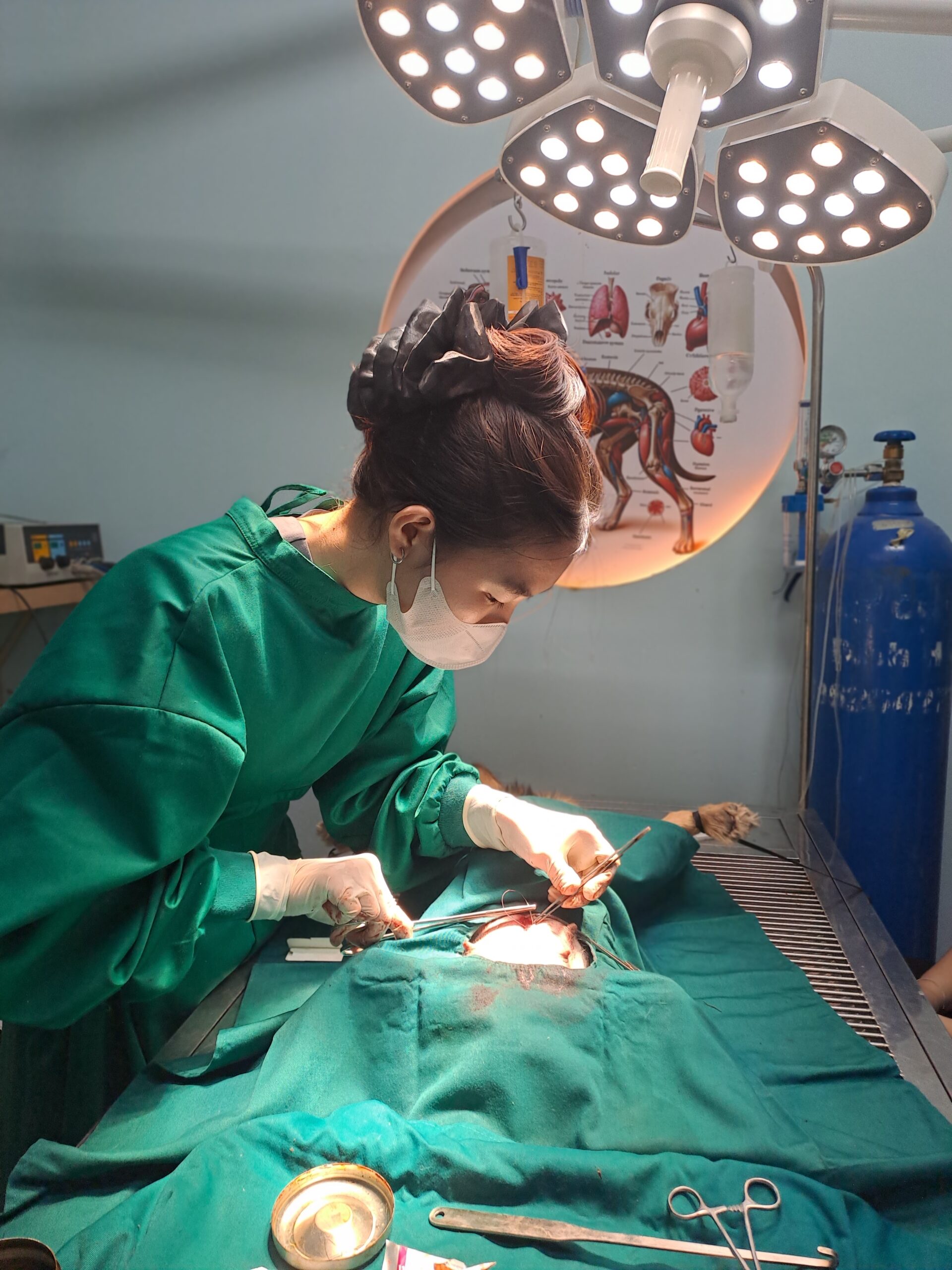 Triệt sản chó mèo