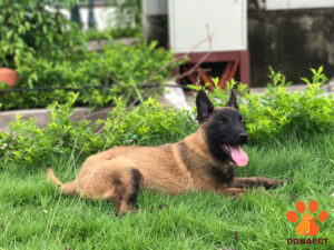 Chó Malinois